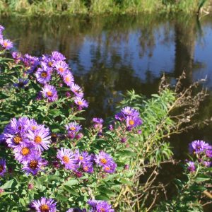 Lakeshore Mix/ 1000 sq ft