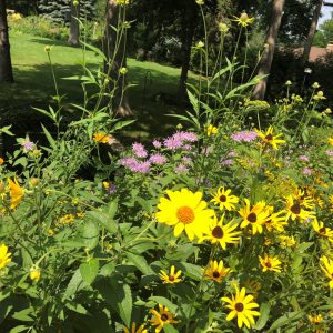Pollinator Mix (Dry to Mesic)/ 500 sq ft