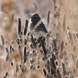 Songbird Mix/ 500 sq ft