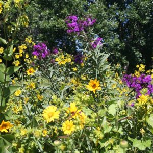 Wet Prairie Mix/ 500 sq ft