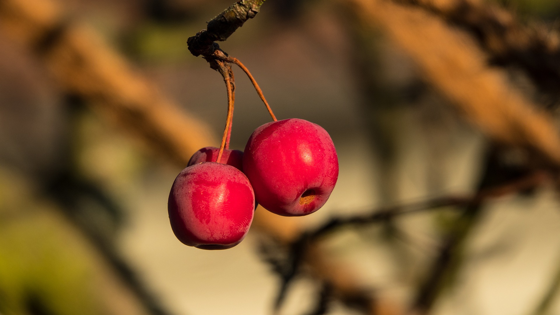 Dolgo Crabapple - Image 2