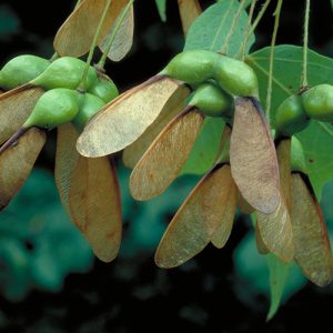 Shade Tolerant Tree Pack: 2-Sugar Maple, 2-Balsam Fir, 4-Northern White Cedar, 2-Basswood