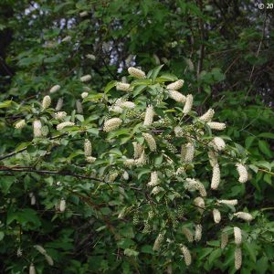 Pollinator Pack: 3-Chokecherry, 3-American Plum, 2-Red Osier Dogwood, 2-Serviceberry in pack