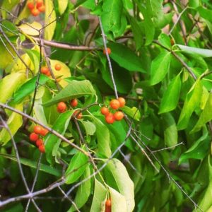 Shade Tolerant Mix Pack: 2-American Bittersweet, 2-Bunchberry, 2-Black Elderberry, 2-Black Cherry, 2-Black Chokeberry