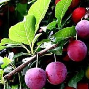 Wild Plum