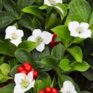 Wetland Pack: 3-Bunchberry, 2-Chokecherry, 2-Highbush Cranberry, 3-Black Elderberry