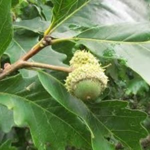 Wildlife Pack: 2-Swamp White Oak, 2-American Hazelnut, 2-Ninebark, 2-American Plum, 2-ROD