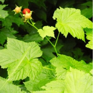 Small Berry Pack: 2-Thimbleberry, 2-Highbush Blueberry, 2-Blackberry, 2-Red Raspberry, 2-Strawberry
